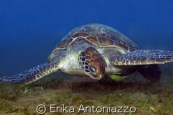 Green turtle enjoying his food. by Erika Antoniazzo 